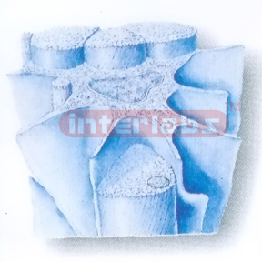 THREE-DIMENSIONAL MODEL OF STRUCTURE OF DENSE CONNECTIVE TISSUE(TENDON)